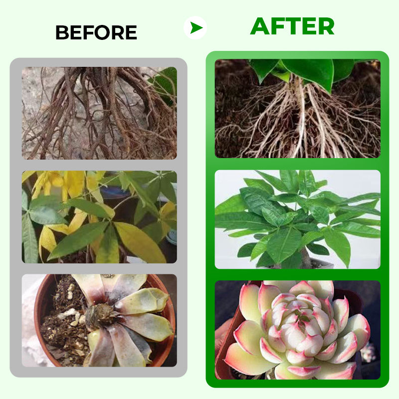🎁 Hot Sale 50% OFF 🔥All Purpose Concentrated Liquid Fertilizer