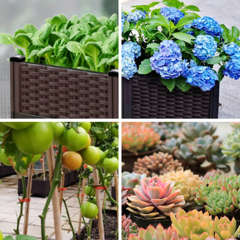 🔥Free Shipping🔥Multifunctional Vegetable Planting Box（50% OFF）