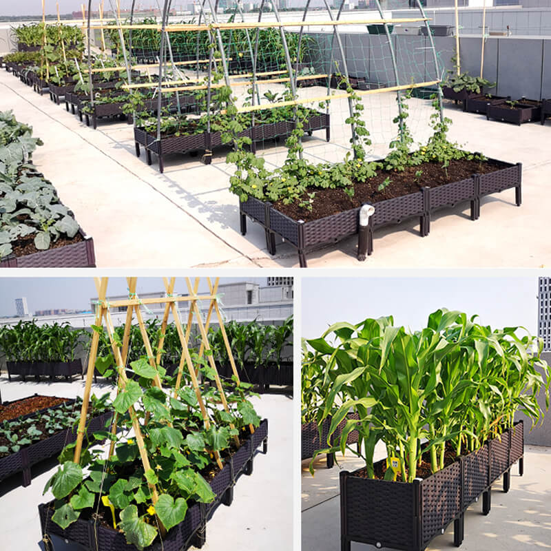 Multifunctional Vegetable Planting Box（Free Shipping）
