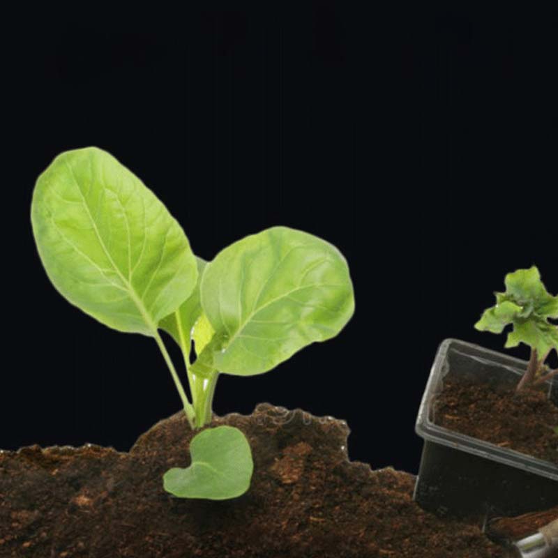 🔥Hot Sales🎉Strong Rooting Powder Microbial Fertilizer（50% OFF）
