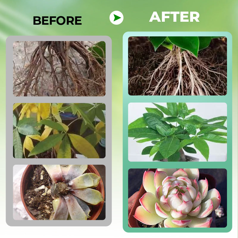 Hydroponic Plant Nutrient Solution（50% OFF）