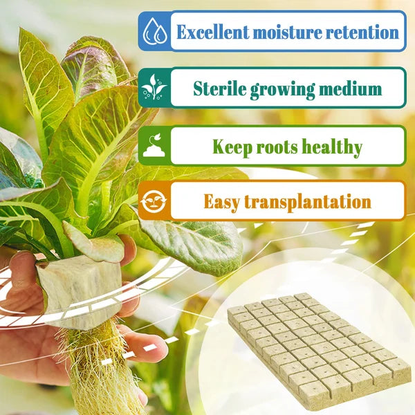 📢📢50% OFF !! ⏰Soilless Cultivation Seedlings