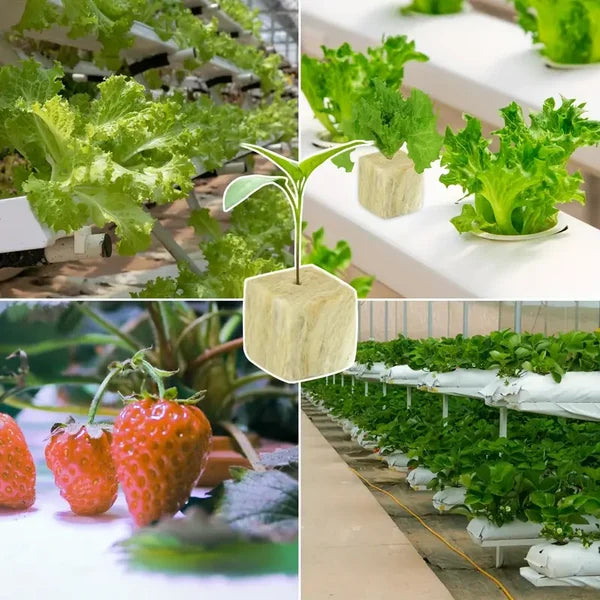 📢📢50% OFF !! ⏰Soilless Cultivation Seedlings